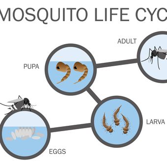 ilustrasi nyamuk berkembang