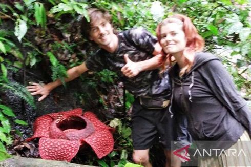 Artikel Surat Khabar Tentang Rafflesia