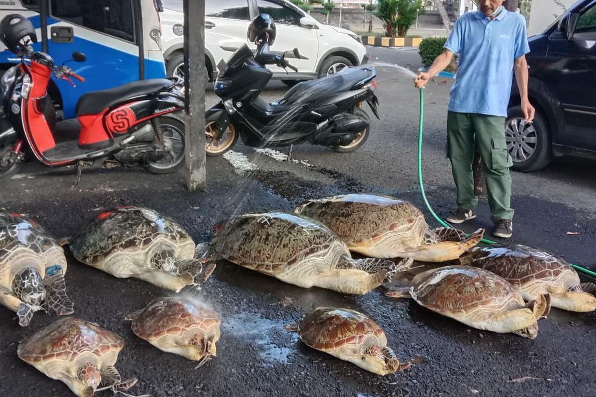 Upaya penyelundupan 9 penyu hijau yang berhasil digagalkan oleh Polres Jembrana.