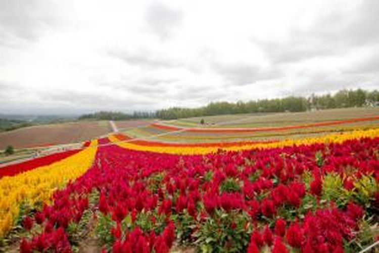 Kebun bunga Shikisai-no-Oka di Hokkaido, memiliki puluhan koleksi bunga yang mekar selama musim panas.
