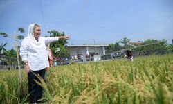 Dukung Panen Padi Varietas Biosalin, Pemkot Semarang Pastikan Ketersediaan Alsintan dan Saluran Air 