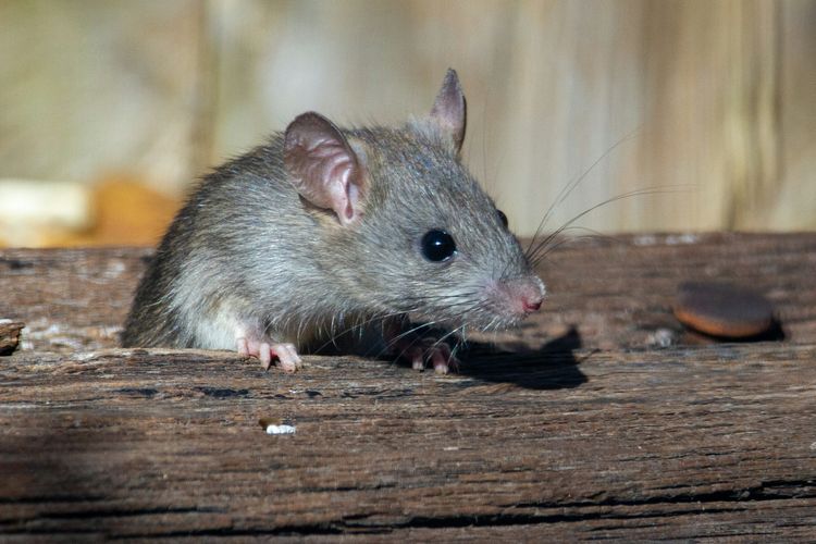 Ilustrasi tikus masuk ke rumah.