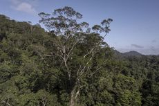 Inilah Pohon Tertinggi di Hutan Amazon, Setara Gedung 25 Lantai dan Berusia 600 Tahun