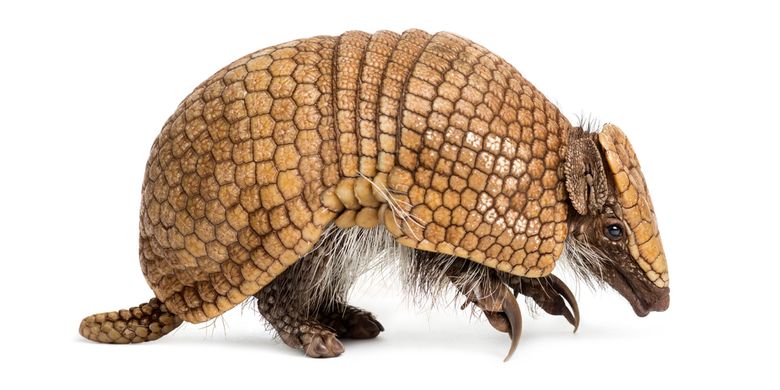 Armadillo