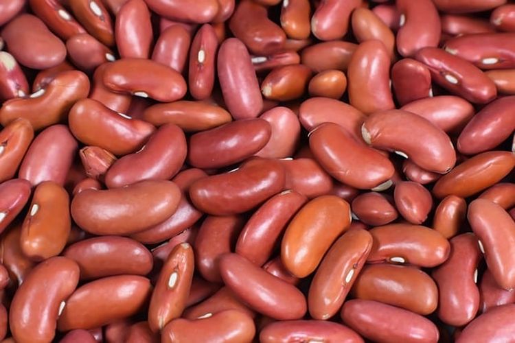 Benih kacang merah