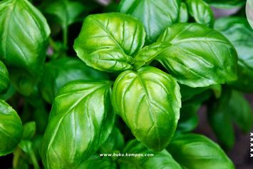 Daun untuk Obat Gatal Kulit, Pengobatan Alami yang Manjur!