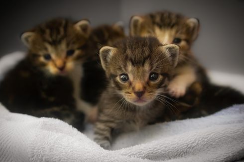 Soal Penemuan 20 Bangkai Kucing di Banjarmasin, Polisi Sebut Milik Petshop yang Mati karena Sakit