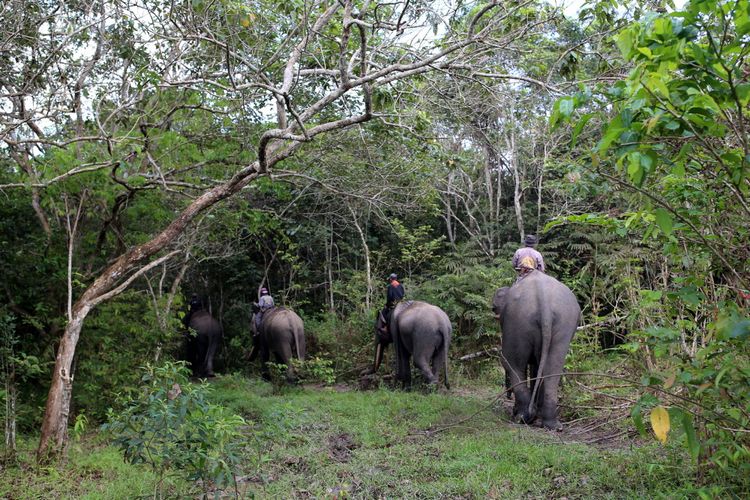 Mahout dari Elephant Response Unit (ERU) menuju sungai untuk memandikan gajah di Kawasan Taman Nasional Way Kambas (TNWK), Kabupaten Lampung Timur, Lampung, Senin (29/7/2017). Gajah-gajah di Elephant Response Unit (ERU) telah jinak dan sudah dilatih untuk membantu manusia, salah satu kontribusi gajah-gajah ini adalah membantu mendamaikan jika terjadi konflik manusia dengan gajah-gajah liar.
