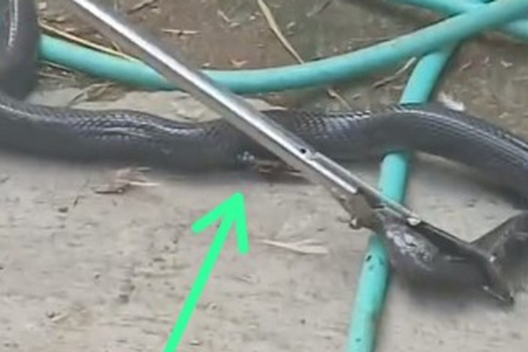 Ular Kobra Telan Pisau Dapur di Karanganyar: Perut Sobek, Masih Hidup Saat Dievakuasi