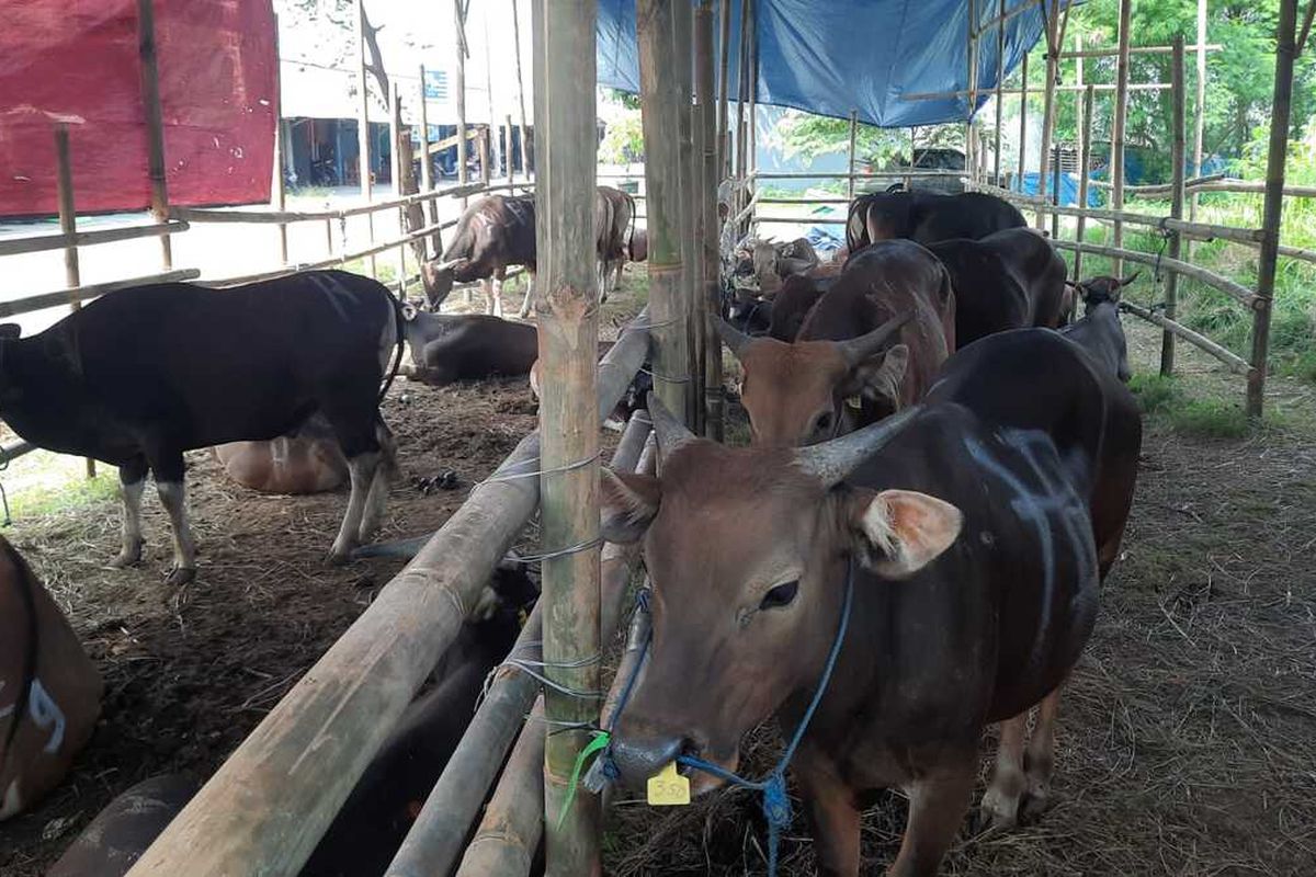 Salah satu lapak hewan kurban di Jalan Pasundan Kelurahan Adiarsa Barat, Kecamatan Karawang Barat, Karawang, Jawa Barat, Selasa (21/6/2022).