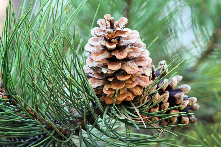 Ilustrasi pohon Pinus Wollemi langka yang ditemukan oleh pada pendaki.