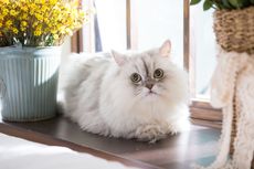 4 Penyebab Kucing Tidak Mengeong yang Perlu Diketahui Pemilik