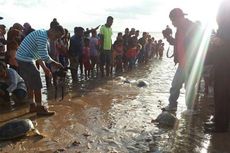 8 Penyu yang Terjaring Pukat Nelayan Dilepas ke Laut