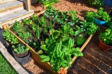Perhatikan 6 Hal Ini Saat Menanam Sayuran Organik di Halaman Rumah 