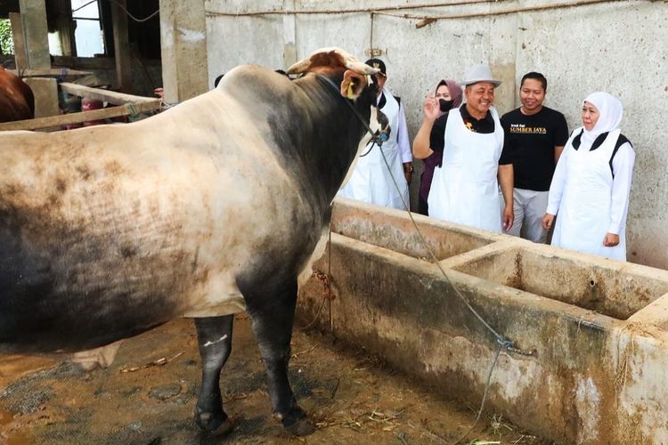 Khofifah: 2 Juta Lebih Hewan Kurban Tersedia di Jatim, PMK dan LSD Terkendali