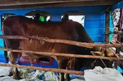 Pemkab Natuna Kawal Ketat Distribusi Sapi Kurban Presiden ke Pulau Terluar