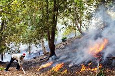Lapan: Tahun Ini, Dua Juta Hektar Hutan Hangus Terbakar