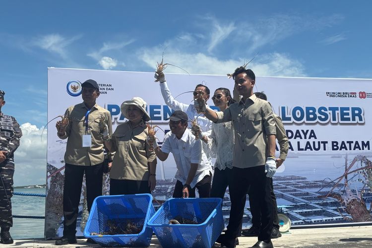 Wakil Presiden (Wapres) RI Gibran Rakabuming melakukan panen lobster bareng Ketua Komisi IV DPR RI Titiek Soeharto di Balai Perikanan Budi Daya Laut (BPBL) di Batam, Kepulauan Riau, Rabu (10/9/2025) siang.