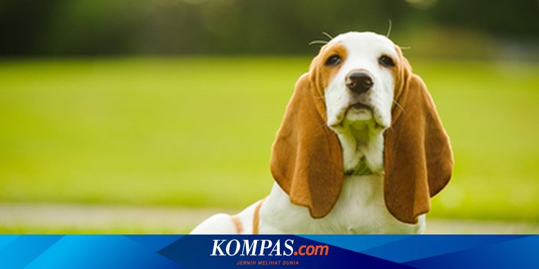 Anjing Jilat Memek Xxx - 4 Alasan yang Bikin Anjing Menjilat Secara Berlebihan