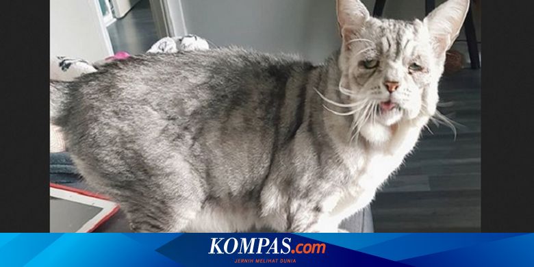 Idap Penyakit Langka Bikin Kucing Ini Terlihat Seperti Orang Tua