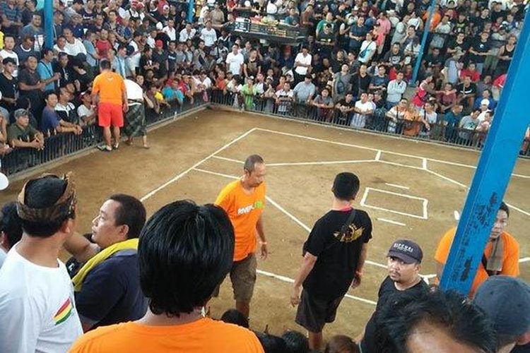 Ilustrasi tajen. DPRD Bali sedang menggodok draft Rancangan Undang Undang (RUU) tentang tajen.