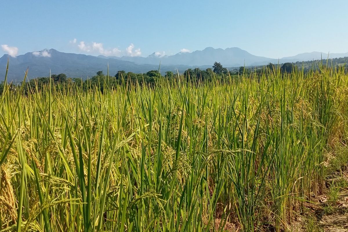 Topang Kinerja Sektor Manufaktur, Industri Agro Berkontribusi Hingga 51 ...