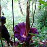 Bunga Bangkai Tanaman Asli Indonesia, Berasal dari Manakah?