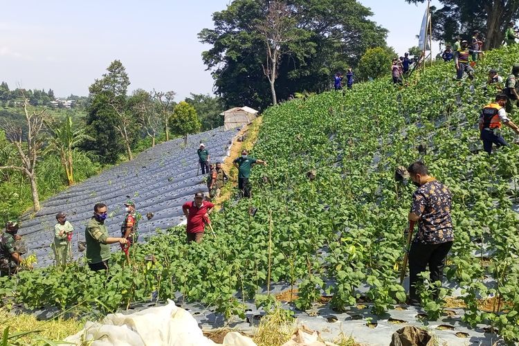 Komando Distrik Militer (Kodim) 0621 Kabupaten Bogor beserta forkopimda mencanangkan gerakan penanaman satu juta pohon di kawasan Puncak Bogor, Jawa Barat, Kamis (31/3/2022).