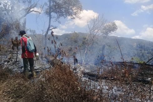 69,9 Ha Hutan Gunung ArgopuroTerbakar, Petugas Padamkan Api dengan Alat Seadanya