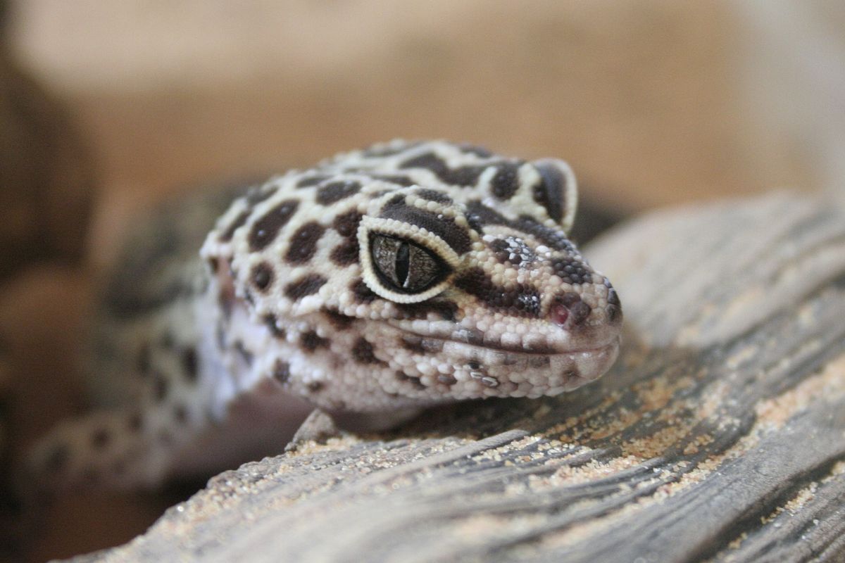 Ilustrasi leopard gecko atau tokek leopard. 