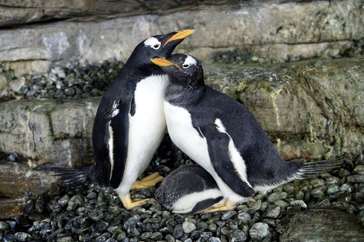 Sepasang penguin betina di Spanyol, Electra dan Viola, diberi kepercayaan mengadopsi bayi penguin.