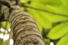 Kisah Nyata Persahabatan Semut dan Pohon dari Panama