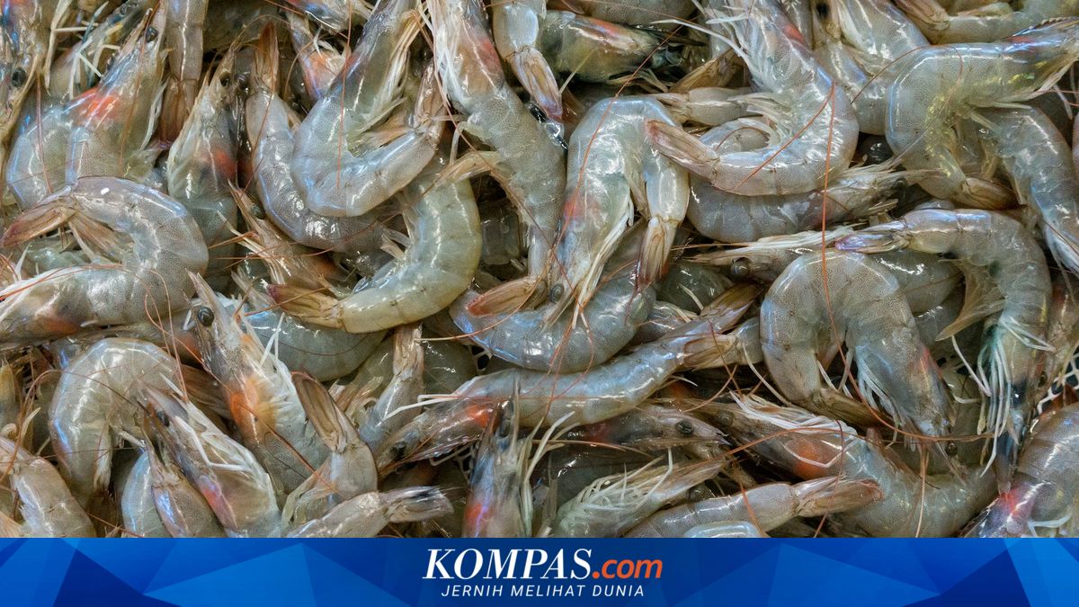 Udang Muncul Massal ke Permukaan Sungai di Kalsel, Ada Apa Sebenarnya?