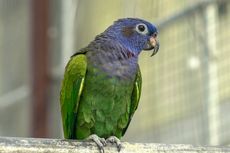 6 Jenis Burung yang Bisa Berbicara, Unik dan Menyenangkan