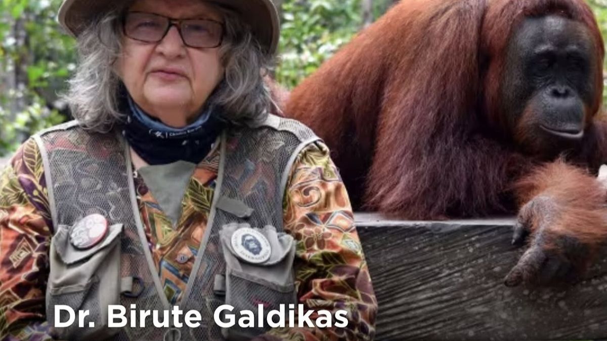 Konservasionis Orangutan Birute Galdikas Meninggal, Ingin Dimakamkan di Kalteng ~WR

Klik untuk baca: