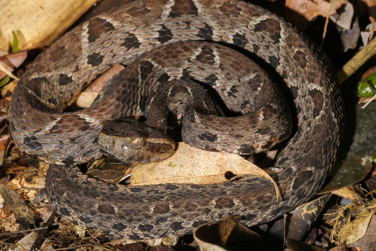 Ilustrasi ular jaracussu (Bothrops jararacussu), ular sangat berbisa dan endemik di Brasil, Amerika Selatan. Panjangnya bisa mencapai 2,20 meter. Molekul dalam bisa ular ini terbukti mampu mencegah reproduksi virus corona dalam sel monyet.