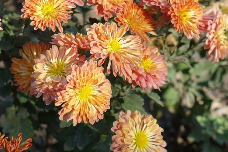 Ilustrasi bunga krisan jenis spoon.