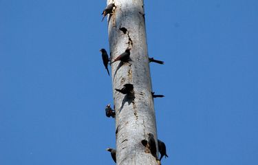 Ratusan Burung Jalak Di Inggris Jatuh Dan Mati Di Jalanan Kok Bisa Ratusan Burung Jalak Di Inggris Jatuh Dan Mati Di Jalanan Kok Bisa