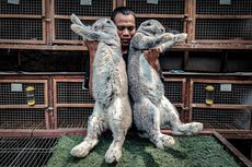 Menengok Peternakan Kelinci German Giant di Lembang, Kelinci Raksasa yang Diminati Artis