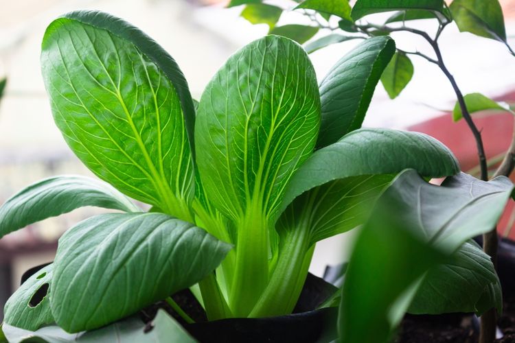 Ilustrasi pak choy, menanam pak choy di pot. 