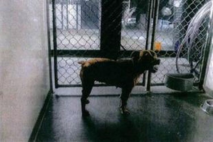 Anjing bernama Izzy menang di pengadilan dan selamat dari upaya pemusnahan. 