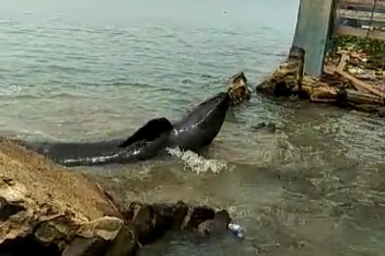 Seekor paus yang terdampar di Pantai Muara Gadingmas, Lampung Timur, Kamis (13/10/2022) siang. Paus itu berhasil didorong ke tengah laut oleh warga dan nelayan.