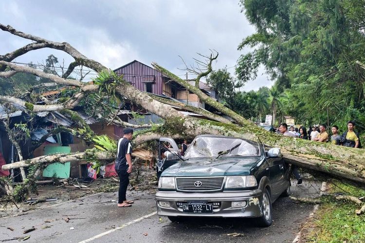 Pohon Tumbang Timpa Toyota Kijang di Tana Toraja, 6 Penumpang Terluka