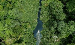Perbaiki Hutan Rawa Gambut, Restorasi Ekosistem Riau Catat Kemajuan Signifikan