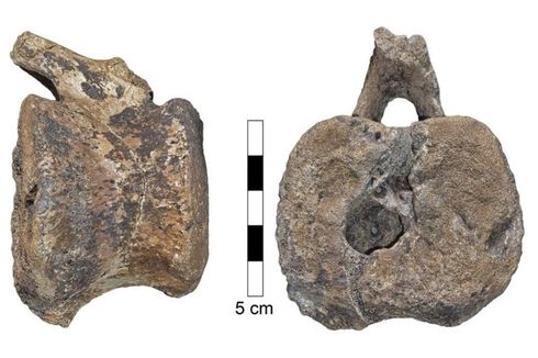 Kanker Langka Ditemukan pada Ekor Dinosaurus Berusia 66 Juta Tahun