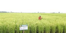 Sawah di Lampung Selatan Tetap Terairi Berkat Irigasi Tersier