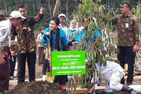 Iriana Jokowi Tanam Durian di 