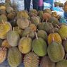Durian Kaligesing Purworejo, Rasanya Manis Pahit, Diburu Pembeli hingga Yogyakarta
