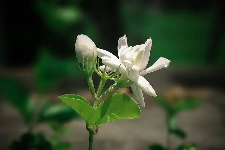 Ilustrasi Jasminum sambac. Beberapa aroma parfum seperti lavender, vanilla, dan sandalwood terbukti membantu meredakan stres dan bikin pikiran lebih tenang.