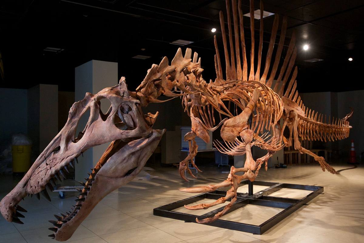 Studi baru mengungkapkan Spinosaurus mengungkapkan hewan ini memiliki tulang yang sangat kompak untuk bisa tenggelam dan berenang di dalam air. 